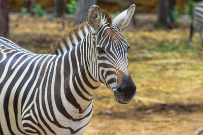 Zebra in the natural zoo.