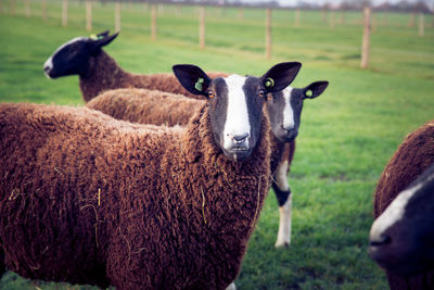 Close-up portrait of sheep standing on field