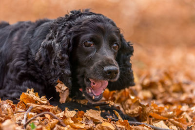 Close-up of black dog