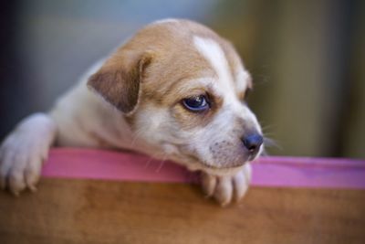 Close-up of puppy looking away