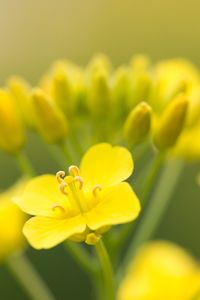Close-up of yellow flower