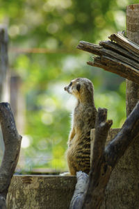 Meerkat, looking at something on the timber. background is a green tree