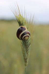 Close-up of snail on plant