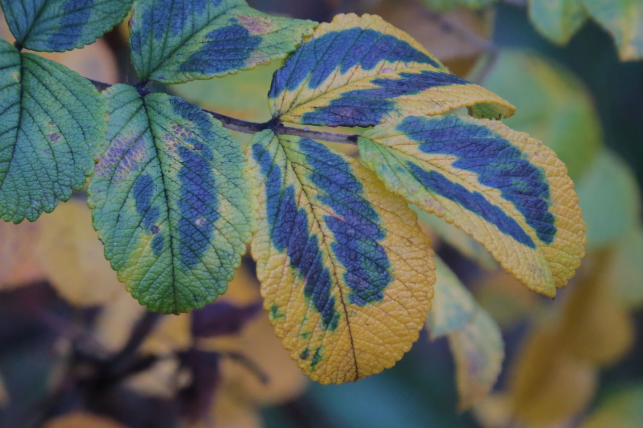Coloured leaf