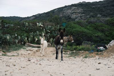 Horses on dirt