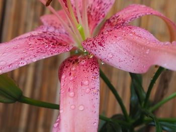 Close-up of raindrops on pink flower