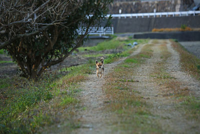 Dog in a field