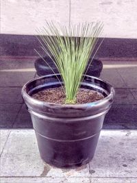 High angle view of potted plant against wall