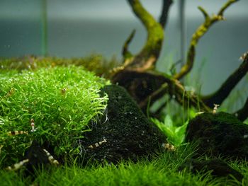 Close-up of grass growing in field