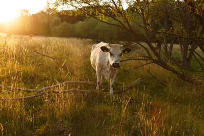 Cow standing in a field