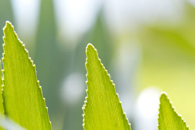 Close-up of fresh green plant