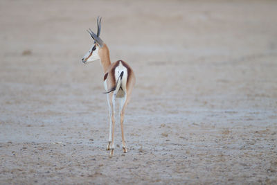 View of a bird running on sand