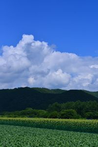 Trees on field against cloudy sky