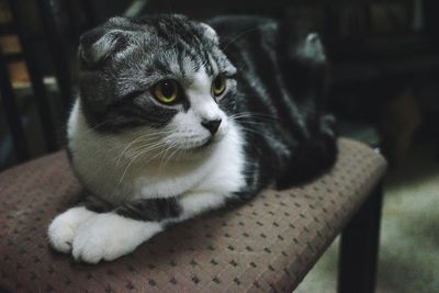 Close-up portrait of a cat