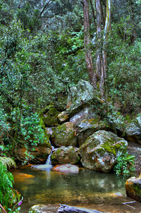 Stream flowing through rocks in forest