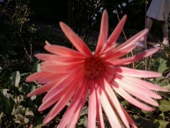 Close-up of pink flower