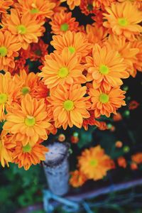 High angle view of orange flowering plant