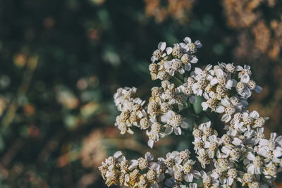 Close-up of white flowering plant