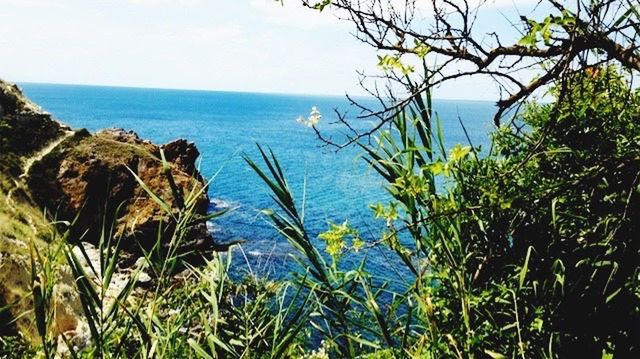 SCENIC VIEW OF SEA BY TREES AGAINST SKY