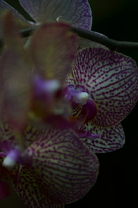 Close-up of purple flowers