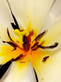 Macro shot of yellow flowering plant