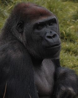 Close-up portrait of young woman sitting in zoo