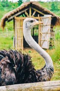 Close-up of bird against stone wall in zoo