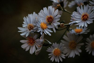 Close-up of purple flowering plants