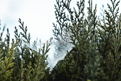 Close-up of snow on pine tree