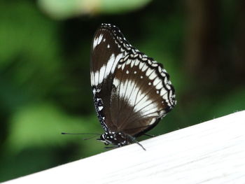 Close-up of butterfly on leaf