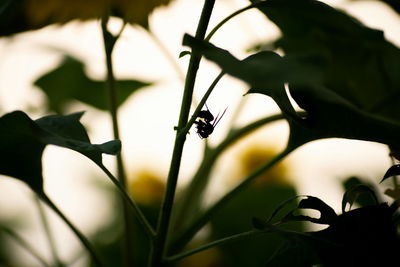 Close-up of insect on plant