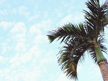 Low angle view of palm tree against sky