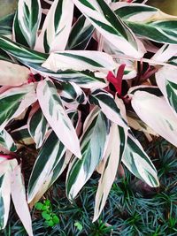 High angle view of flowering plant