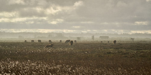Flock of sheep grazing on field