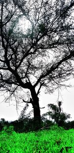 Tree on field against sky