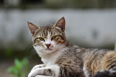 Close-up portrait of a cat