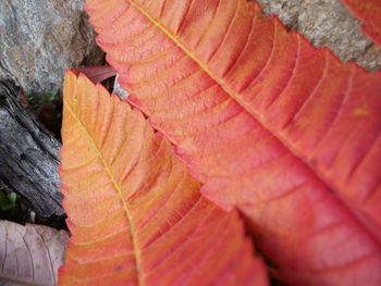 Close-up of maple leaf