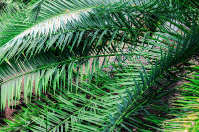 Full frame shot of palm trees