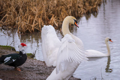 Swans swimming in lake preening 