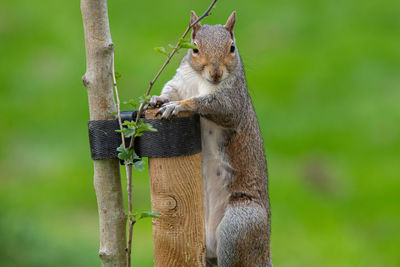 Close-up of squirrel on branch