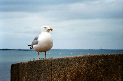 Seagull perching on retaining wall by sea against sky