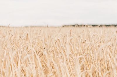 Scenic view of wheat field against sky