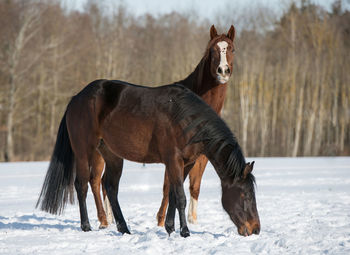 Horse standing on snow covered land