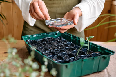 Hand's of woman sowing germinated seeds in mini greenhouse at home. home leisure growing seedlings