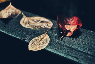 Close-up of dry maple leaf