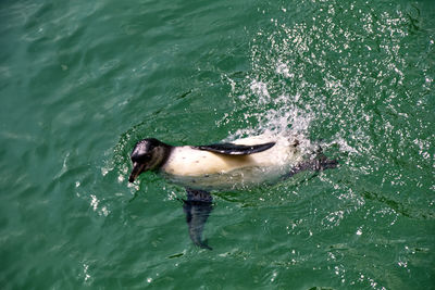 High angle view of penguin swimming in pool.