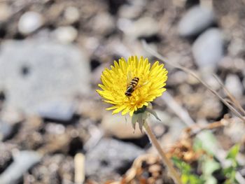 Close-up of honey bee on yellow flower