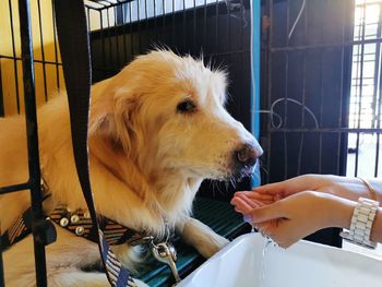 Dog looking at camera in cage