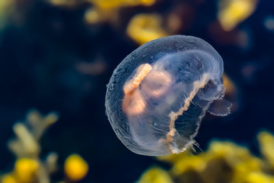 Close-up of jellyfish in sea