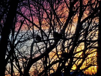 Low angle view of silhouette trees against sky during sunset